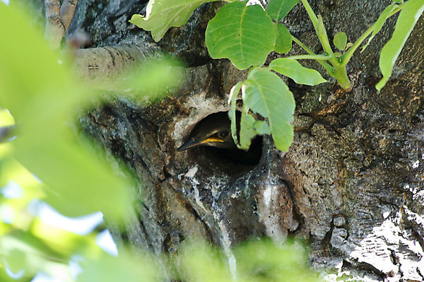 포토 JPG 해외이미지 나무 동물 1 계절 여자 남자 유럽 야생동물 음식 백그라운드 잎 겨울 자연 조류 영국 잉글랜드 주택 성인 사람없음 초록색 빛 반려동물 상자 햇빛 농장 노란색 정원 검은색 아기 점 둥지 숲 깃털 부리 멀티 해외202004 해외포토 식물 나라 컬러 농업 사람 건물 태양 생태계 파일형식 이미지허브