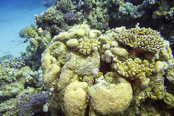 포토 JPG 해외이미지 동물 야생동물 바다 아프리카 자연 이집트 어류 풍경 사람없음 물 파란색 컬러풀 햇빛 바닷속 수중 거품 스노클링 호주 잠수부 생태계 다이빙 인도네시아 수족관 홍해 인도양 몰디브 카리브해 깊이 소금물 해외202004 해외포토 자연요소 나라 아시아 컬러 태양 수영 수중동물 수상스포츠 오세아니아 전문직 수중스포츠 파일형식 이미지허브