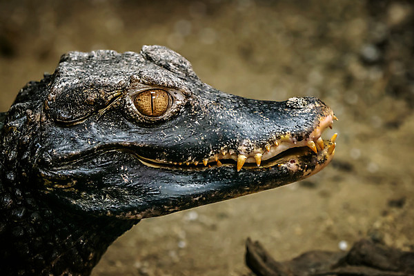 포토 JPG 해외이미지 동물 야생동물 파충류 자연 사람없음 가로 물 강 머리 검은색 미국 입 닫기 치아 위험 피부 묘사 날카로움 육식동물 악어 브라질 남쪽 송곳니 내추럴 난쟁이 동물상 해외202004 해외포토 자연요소 컬러 컨셉 북아메리카 모션 신체부위 조형물 소화기관 남아메리카 방향 생태계 파일형식 이미지허브