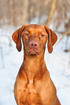 포토 JPG 해외이미지 동물 한마리 겨울 밭 자연 사람없음 야외 세로 반려동물 컬러풀 햇빛 갈색 사진촬영 개 사냥개 노려봄 송곳니 대가리 충고 해외202004 해외포토 1 계절 컬러 농업 포유류 표정 태양 촬영 치아 생태계 파일형식 이미지허브
