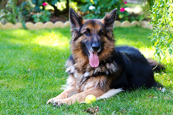 포토 JPG 해외이미지 동물 응시 얼굴 포즈 포유류 놀이 지붕 털 경비 잔디 사람없음 야외 목재 초록색 반려동물 갈색 머리 정원 게임 최고 양치기 경찰 개 강아지 쇼 공평 토막 송곳니 내추럴 기르기 유래 해외202004 해외포토 나무 식물 직업 시선 컬러 재료 안전 신체부위 치아 보호 돌봄 파일형식 이미지허브