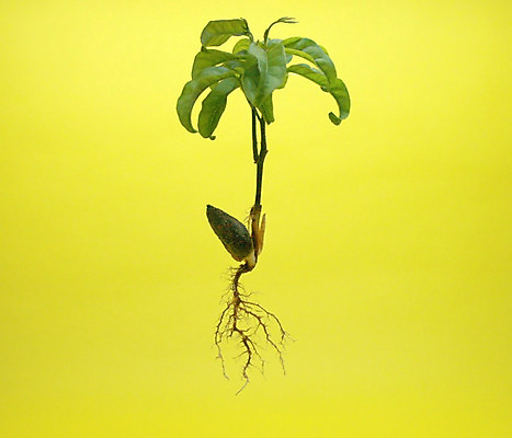 포토 JPG 해외이미지 나무 계절 공원 사람없음 목재 초록색 갈색 노란색 힘 흙 성장 얽힘 숲 원예 질감 뿌리 시스템 지하 고립 엘리먼트 옛날 많음 해외202004 해외포토 식물 공공시설 컬러 컨셉 재료 취미 파일형식 이미지허브