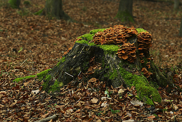 포토 JPG 해외이미지 나무 계절 백그라운드 낙엽 잎 자연 아침 날씨 이끼 사람없음 야외 목재 초록색 버섯 침묵 새벽 젖음 촉촉함 추위 성장 가을 시골 황무지 숲 나무껍질 북쪽 곰팡이 옛날 해외202004 해외포토 주간 자연요소 식물 컬러 재료 소리 껍질 방향 생태계 파일형식 이미지허브