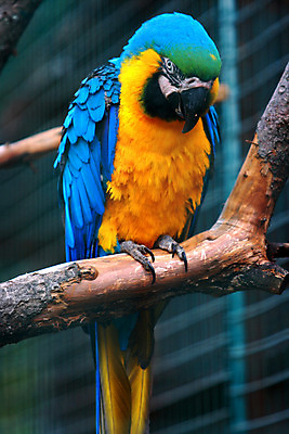 포토 JPG 해외이미지 동물 척추동물 커플 야생동물 2 날개 자연 조류 동물원 사랑 앉기 사람없음 초록색 파란색 컬러풀 노란색 미국 쌍 의식 황금 숲 쌍둥이 깃털 오브젝트 부리 앵무새 새장 나눔 남쪽 짝짓기 아마존 왕국 이국적 해외202004 해외포토 감정 컬러 북아메리카 가족 관계 모션 방향 생태계 케이지 파일형식 이미지허브