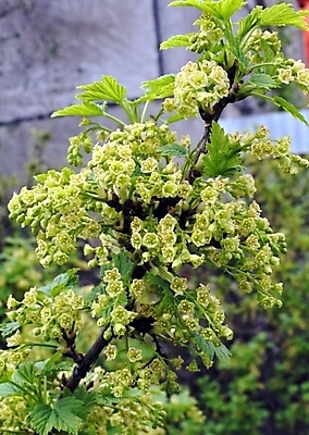 포토 JPG 해외이미지 식물 계절 열매 꽃잎 꽃 문화 백그라운드 잎 꽃무늬 농업 자연 사람없음 장식 빨간색 초록색 햇빛 환경 정원 맑음 봄 젖음 성장 벚꽃 개화 원주민 5월 관목 보케 냄새 꽃가루 부드러움 꿀 강렬 건포도 블러 해외202004 해외포토 나무 산업 컬러 무늬 포도 날씨 태양 감각 날짜 아프리카인 가루 생태계 건과일 파일형식 이미지허브