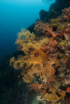 포토 JPG 해외이미지 바다 오렌지 자연 사람없음 물 수중 산호 소금 태평양 암초 소금물 해외202004 해외포토 자연요소 과일 자포동물 생태계 파일형식 이미지허브