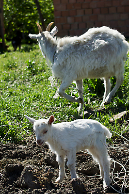 포토 JPG 해외이미지 동물 척추동물 한마리 응시 어린이 백그라운드 밭 농업 포유류 자연 염소 뿔 육류 서기 사람없음 야외 초록색 반려동물 농장 가축 우유 흰색 아기 모피 슛 고립 밭일 수유 해외202004 해외포토 1 시선 산업 컬러 식재료 모션 유제품 사람 생태계 파일형식 이미지허브