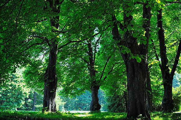 포토 JPG 해외이미지 나무 공원 도로 길 잎 자연 아침 풍경 사람없음 목재 초록색 여름 햇빛 환경 나뭇가지 숲 땅 해외202004 해외포토 주간 식물 계절 공공시설 컬러 재료 교통시설 태양 생태계 파일형식 이미지허브