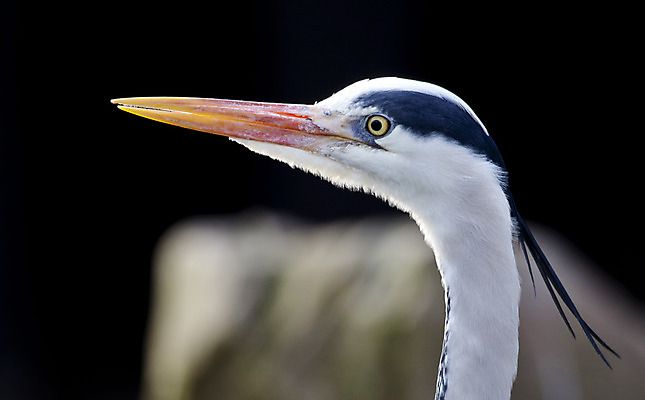 포토 JPG 해외이미지 동물 유럽 야생동물 오렌지 자연 조류 사람없음 야외 파란색 컬러풀 노란색 연못 닫기 포르투갈 왜가리 깃털 묘사 생물학 부리 목 도루강 동물상 해외202004 해외포토 교육 나라 컬러 과일 모션 신체부위 조형물 생태계 파일형식 이미지허브