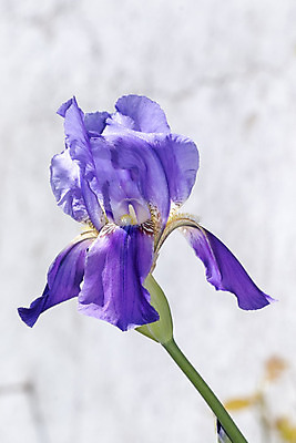 포토 JPG 해외이미지 식물 1 계절 꽃잎 꽃 자연 수염 사람없음 보라색 봄 활발 들꽃 벚꽃 닫기 지중해 포르투갈 싱글 붓꽃 내추럴 강렬 해외202004 해외포토 유럽 바다 컬러 컨셉 모션 생태계 파일형식 이미지허브