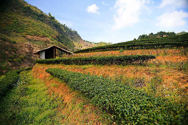 포토 JPG 해외이미지 식물 계절 행복 종이 백그라운드 잎 크리스마스 겨울 패턴 밭 농업 자연 눈사람 벽지 하늘 휴가 산 풍경 사람없음 장식 빨간색 초록색 파란색 농장 노란색 3D 우주 검은색 목도리 추위 흰색 시골 차 12월 사인 질감 복고 장면 고립 그런지 옛날 해외202004 해외포토 잡화 기념일 감정 산업 음료 컬러 무늬 날짜 디지털합성 생태계 파일형식 이미지허브