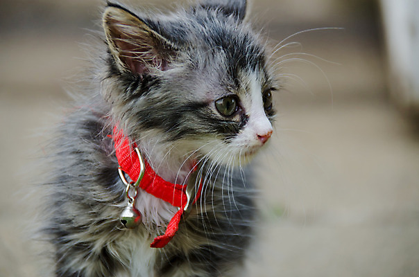 포토 JPG 해외이미지 동물 응시 포즈 신체 포장 포유류 자연 놀이 생물 수염 털 건강 사람없음 야외 반려동물 머리 정원 고양이 가축 줄무늬 표현 아기 달콤 작음 모피 호기심 귀 솜털 해외202004 해외포토 시선 감정 컨셉 무늬 사람 신체부위 맛 크기 생태계 파일형식 이미지허브