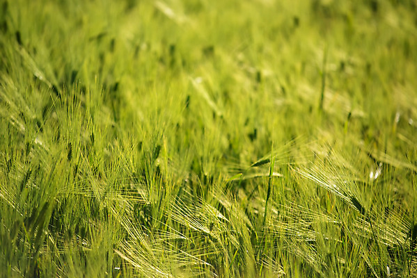 포토 JPG 해외이미지 식물 밭 농업 풍경 사람없음 초록색 농장 농경지 성장 시리얼 밀 보리 세련 해외202004 해외포토 산업 음식 컬러 곡류 파일형식 이미지허브
