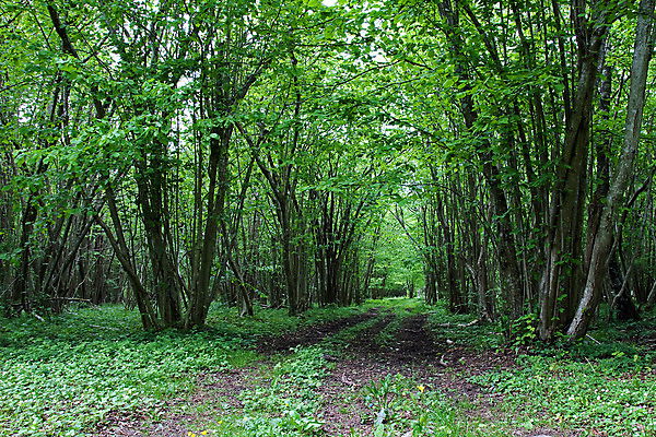 포토 JPG 해외이미지 도로 잎 자연 스웨덴 사람없음 초록색 환경 봄 시골 방향 트랙 먼지 개암나무 땅바닥 스칸디나비아 해외202004 해외포토 나무 식물 계절 길 컬러 교통시설 바닥 북유럽 생태계 파일형식 이미지허브