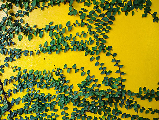 포토 JPG 해외이미지 식물 벽 백그라운드 잎 패턴 자연 추상 사람없음 야외 건물 초록색 여름 컬러풀 노란색 봄 바위 흰색 도시 질감 시멘트 아이비 내추럴 콘크리트 해외202004 해외포토 건축물 계절 컬러 무늬 돌_바위 생태계 파일형식 이미지허브