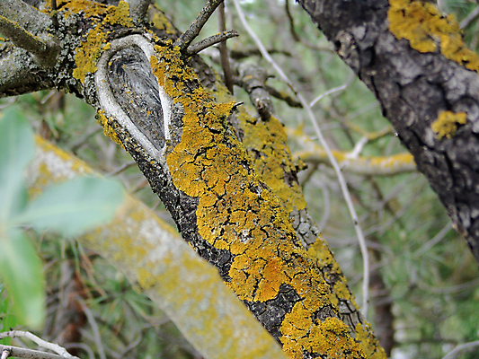 포토 JPG 해외이미지 나무 식물 디자인 야생동물 줄기 백그라운드 패턴 자연 벽지 표면 날씨 추상 이끼 사람없음 야외 목재 세로 초록색 갈색 가을 나뭇가지 시골 소나무 거친 닫기 숲 가득함 피부 유기농 질감 나무껍질 자작나무 잡동사니 내추럴 곰팡이 수목 옛날 해외202004 해외포토 동물 웰빙 계절 컬러 무늬 재료 모션 신체부위 껍질 생태계 파일형식 이미지허브