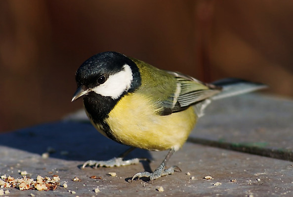 포토 JPG 해외이미지 조류 사람없음 노란색 봄 작음 먹이 고립 카피스페이스 해외202004 해외포토 동물 계절 컬러 공백 크기 파일형식 이미지허브
