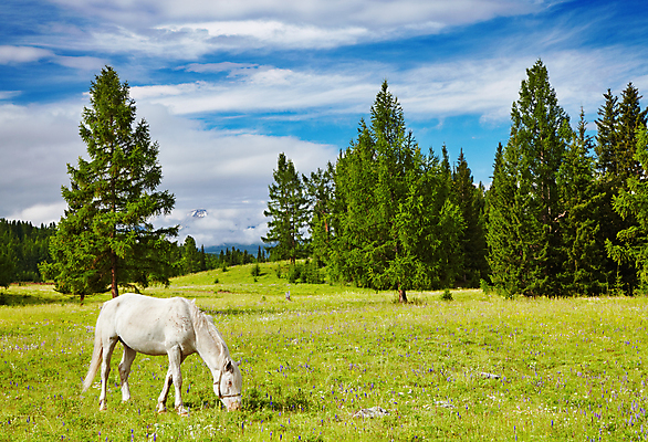 포토 JPG 해외이미지 주간 풍경 사람없음 야외 농경지 목장 시골 말_동물 방목 해외202004 해외포토 자연요소 포유류 농장 축산업 파일형식 이미지허브