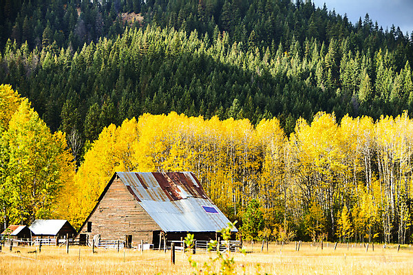 포토 JPG 해외이미지 나무 풍경 사람없음 야외 농장 가을 외양간 워싱턴 해외202004 해외포토 식물 계절 농업 미국 파일형식 이미지허브