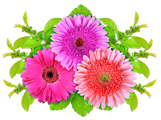 포토 JPG 해외이미지 식물 템플릿 디자인 꽃잎 꽃 분홍색 백그라운드 컨셉 잎 꽃무늬 자연 추상 3 미술 사람없음 빨간색 초록색 태양 머리 젖음 흰색 화려 닫기 이슬 제비꽃 가득함 오브젝트 싱글 데이지 심플 거베라 고립 해외202004 해외포토 자연요소 컬러 무늬 모션 문화예술 신체부위 생태계 파일형식 이미지허브