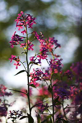포토 JPG 해외이미지 나무 꽃 분홍색 잎 꽃무늬 패턴 자연 아침 추상 사람없음 빛 컬러풀 태양 보라색 일몰 놀람 봄 성장 황무지 저녁 숲 제비꽃 공상 특별함 해외202004 해외포토 주간 자연요소 식물 계절 감정 컬러 컨셉 무늬 표정 노을 야간 생태계 파일형식 이미지허브