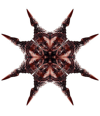 포토 JPG 해외이미지 디자인 꽃잎 꽃 별 백그라운드 겨울 꽃무늬 패턴 자연 추상 사람없음 물 태양 노란색 원형 눈송이 복고 대칭 만다라 만화경 해외202004 해외포토 자연요소 도형 식물 계절 컬러 무늬 눈_날씨 장난감 생태계 파일형식 이미지허브