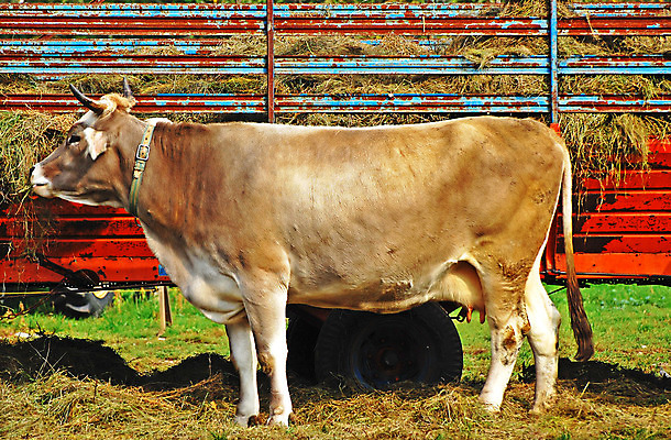 포토 JPG 해외이미지 동물 포유류 자연 뿔 사람없음 농장 머리 소고기 우유 바퀴 입 소 볏짚 먹기 꼬리 밀짚 흙더미 해외202004 해외포토 농업 모션 유제품 육류 신체부위 흙 짚 생태계 파일형식 더미 이미지허브