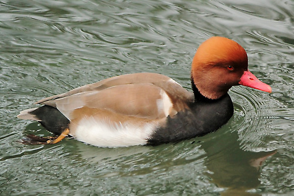 포토 JPG 해외이미지 동물 척추동물 남자 유럽 호수 야생동물 날개 자연 조류 오리 사람없음 장식 빨간색 물 강 컬러풀 반사 갈색 머리 검은색 수영 젖음 흰색 연못 깃털 부리 갈기 물새 계산서 동물상 해외202004 해외포토 자연요소 나라 컬러 사람 신체부위 조형물 수상스포츠 생태계 파일형식 이미지허브