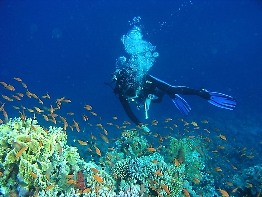 포토 JPG 해외이미지 식물 동물 야생동물 잎 자연 표면 어류 사람없음 물 반사 수중 투명 스노클링 산호 잠수부 다이빙 암초 동물상 해외202004 해외포토 자연요소 조형물 수영 수중동물 수상스포츠 자포동물 전문직 생태계 수중스포츠 파일형식 이미지허브