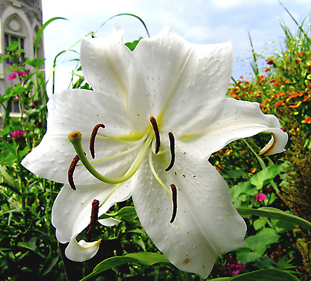 포토 JPG 해외이미지 식물 공원 꽃잎 꽃 잎 꽃무늬 자연 사람없음 초록색 컬러풀 갈색 노란색 정원 벚꽃 흰색 허브 원예 생물학 꽃수술 필라멘트 스타일 해외202004 해외포토 공공시설 교육 컬러 무늬 취미 생태계 파일형식 이미지허브