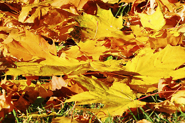 포토 JPG 해외이미지 나무 동물 계절 백그라운드 단풍 잎 오렌지 공장 자연 사람 사람없음 야외 가로 빨간색 초록색 빛 태양 갈색 노란색 침묵 소리 카펫 젖음 가을 그룹 떨어짐 숲 주차 11월 수집 질감 문학 흙더미 10월 땅바닥 멀티 해외202004 해외포토 자연요소 식물 컬러 컨셉 과일 공업 바닥 흙 날짜 생태계 파일형식 더미 이미지허브