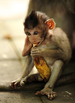 포토 JPG 해외이미지 동물 여자 얼굴 어린이 청소년 엄마 바나나 동물원 사람없음 활발 원숭이 표현 숲 작음 먹기 그네 발리 인도네시아 멸종 유인원 원시시대 말레이시아 배려 해외202004 해외포토 아시아 섬 컨셉 과일 포유류 가족 모션 사람 신체부위 역사 크기 파일형식 이미지허브