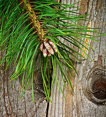 포토 JPG 해외이미지 식물 계절 크리스마스장식 크리스마스 자연 휴가 크리스마스카드 사람없음 목재 초록색 갈색 회색 나뭇가지 시골 소나무 화려 12월 솔방울 솜털 전나무 해외202004 해외포토 나무 기념일 컬러 컨셉 재료 카드_감사 날짜 생태계 파일형식 이미지허브