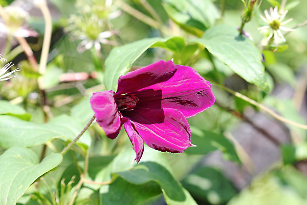 포토 JPG 해외이미지 식물 꽃 분홍색 잎 자연 사람없음 야외 초록색 정원 보라색 벚꽃 개화 닫기 원예 향기 해외202004 해외포토 컬러 모션 취미 생태계 냄새 파일형식 이미지허브