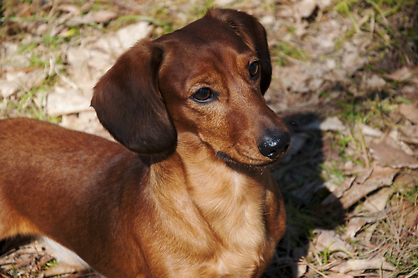 포토 JPG 해외이미지 동물 응시 행복 새끼 백그라운드 장난 포유류 자연 털 앉기 사람없음 야외 빨간색 반려동물 갈색 점프 기쁨 흰색 소시지 개 달콤 강아지 작음 자르기 닥스훈트 사냥개 귀 주둥이 송곳니 강렬 고립 기르기 유래 총구 해외202004 해외포토 시선 감정 컬러 모션 신체부위 가공식품 맛 치아 크기 생태계 돌봄 파일형식 이미지허브