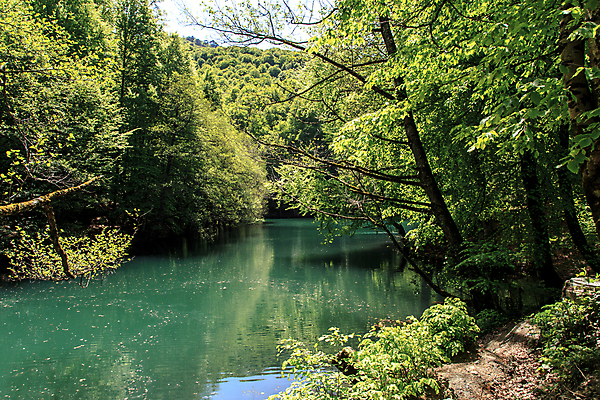 포토 JPG 해외이미지 나무 식물 공원 호수 여행 잎 자연 휴가 국립공원 풍경 사람없음 초록색 물 여름 강 반사 환경 정원 봄 캠핑 나뭇가지 신선 액체 숲 에코 생태계 생물학 칠면조 내추럴 생태학 해외202004 해외포토 자연요소 계절 공공시설 교육 컬러 조류 레저 파일형식 이미지허브