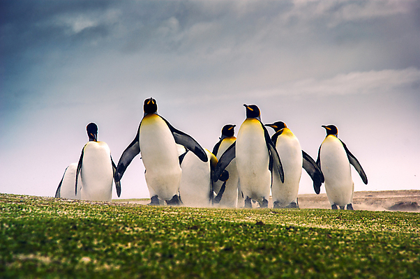 포토 JPG 해외이미지 동물 야생동물 여행 가족 자연 조류 협력 풍경 사람없음 야외 추위 그룹 남극 펭귄 커뮤니티 해외202004 해외포토 관계 극지방 생태계 파일형식 이미지허브