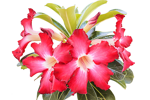 포토 JPG 해외이미지 나무 식물 꽃잎 꽃 분홍색 잎 꽃무늬 태국 자연 사람없음 빨간색 초록색 장미 정원 사막 벚꽃 신선 내추럴 해외202004 해외포토 아시아 컬러 무늬 생태계 파일형식 이미지허브