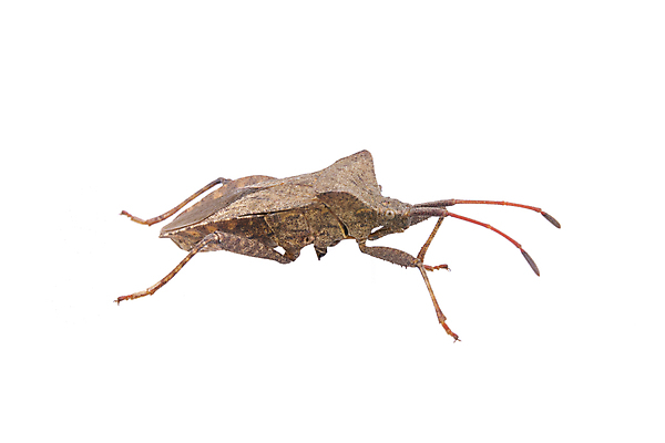 포토 JPG 해외이미지 동물 야생동물 곤충 백그라운드 실내 사람 사람없음 옆모습 가로 갈색 우주 흰색 벌레 자르기 슛 스쿼시 악취 고립 해외202004 해외포토 스포츠 뷰포인트 컬러 모션 내부 구기 냄새 파일형식 이미지허브