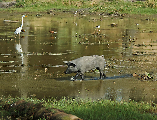 포토 JPG 해외이미지 아프리카 조류 휴가 사람없음 물 반사 연못 돼지 카지노 멧돼지 해외202004 해외포토 자연요소 동물 나라 포유류 도박 파일형식 이미지허브