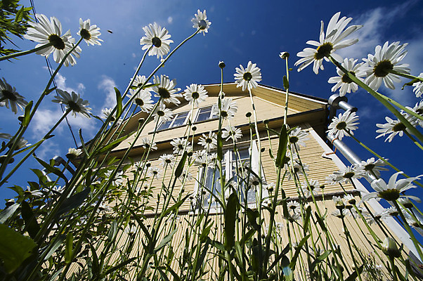 포토 JPG 해외이미지 식물 꽃잎 꽃 꽃무늬 자연 사람없음 정원 벚꽃 흰색 신선 허브 데이지 내추럴 캐모마일 해외202004 해외포토 컬러 무늬 생태계 파일형식 이미지허브