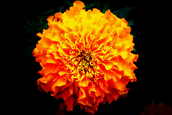 포토 JPG 해외이미지 식물 꽃잎 꽃 꽃다발 백그라운드 잎 꽃무늬 오렌지 자연 건강 사람없음 치료 초록색 약 노란색 머리 벚꽃 흰색 신선 개화 약초 다발 허브 데이지 조제 내추럴 고립 많음 해외202004 해외포토 컬러 컨셉 무늬 과일 의학 신체부위 풀_식물 생태계 만들기 파일형식 이미지허브