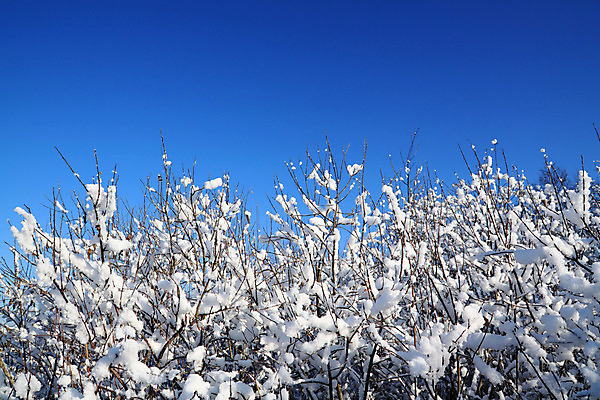 포토 JPG 해외이미지 나무 식물 계절 공원 줄기 겨울 포장 자연 하늘 날씨 풍경 사람없음 야외 가로 빛 태양 냉동 얼음 침묵 흰색 시골 신선 매끈함 숲 큼 12월 질감 서리 장면 북쪽 상록수 1월 제설기 수평선 해외202004 해외포토 자연요소 공공시설 컬러 소리 감각 날짜 크기 방향 생태계 제설 파일형식 이미지허브