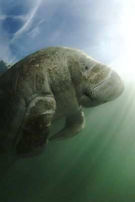 포토 JPG 해외이미지 동물 한마리 야생동물 포유류 자연 사람없음 물 강 수중 봄 회색 수면 멸종 침몰 플로리다 해외202004 해외포토 멸종위기종 자연요소 1 계절 컬러 미국 생태계 파일형식 이미지허브