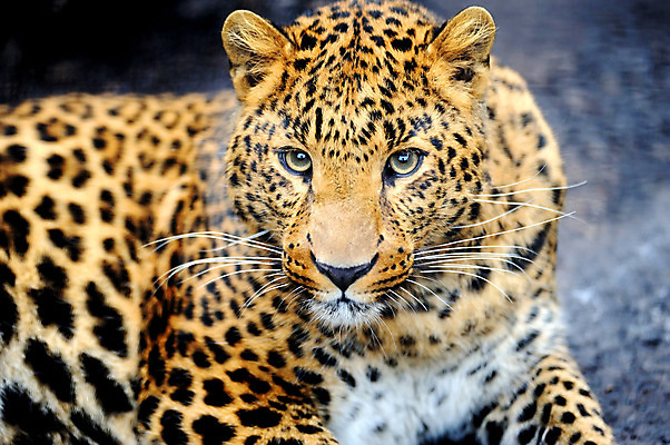 포토 JPG 해외이미지 동물 응시 공원 얼굴 야생동물 포유류 아프리카 자연 친절 수염 털 사람없음 야외 노란색 환경 검은색 고양이 점 황무지 닫기 치아 위험 큼 모피 사파리 속도 육식동물 사냥꾼 표범 힘찬 해외202004 해외포토 직업 시선 공공시설 나라 컬러 컨셉 모션 신체부위 반려동물 소화기관 크기 생태계 파일형식 이미지허브