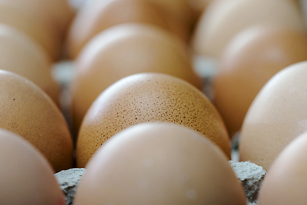 포토 JPG 해외이미지 모양 동물 라이프스타일 음식 파충류 자연 휴가 부활절 요리 풍경 사람없음 상자 갈색 회색 튀김 껍질 보호 위험 작음 먹이 시원함 컨테이너 굽기 먹기 순수 오브젝트 에코 질감 날것 성분 내추럴 생태학 해외202004 해외포토 교육 기념일 산업 컬러 컨셉 모션 생활 환경 크기 구이 생태계 파일형식 이미지허브