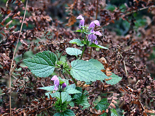 포토 JPG 해외이미지 식물 계절 꽃잎 꽃 백그라운드 잎 꽃무늬 자연 사람없음 빨간색 초록색 노란색 정원 봄 벚꽃 신선 개화 닫기 데이지 꽃가루 수목 해외202004 해외포토 컬러 무늬 모션 가루 생태계 파일형식 이미지허브