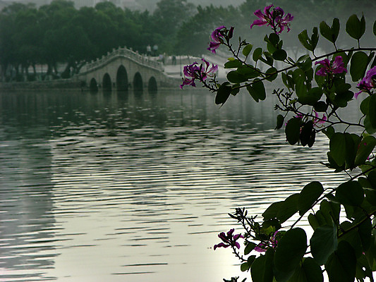 포토 JPG 해외이미지 식물 꽃잎 꽃 아시아 호수 분홍색 백그라운드 잎 꽃무늬 자연 사람없음 초록색 정원 중국 봄 벚꽃 점 개화 난초 우아함 호접란 홍콩 내추럴 강렬 이국적 해외202004 해외포토 계절 나라 컬러 컨셉 무늬 생태계 파일형식 이미지허브