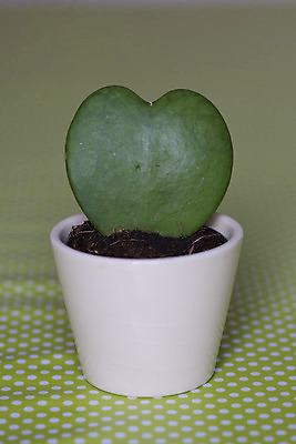 포토 JPG 해외이미지 식물 잎 자연 사랑 사람없음 초록색 흰색 하트 냄비 해외202004 해외포토 모양 감정 컬러 솥 생태계 파일형식 이미지허브