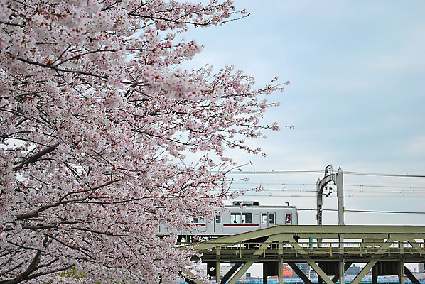 포토 JPG 해외이미지 나무 식물 계절 공원 꽃 문화 분홍색 여행 컨셉 꽃무늬 교통시설 자연 하늘 새로움 기술 사랑 사람없음 장식 빨간색 평화 정원 일본 고요 봄 기차 벚꽃 도시 시간 체리 도쿄 가득함 심볼 바쁨 통과 오사카 코스모폴리탄 해외202004 해외포토 공공시설 감정 아시아 육상교통 컬러 교통 무늬 과일 대중교통 칵테일 시설 생태계 파일형식 이미지허브